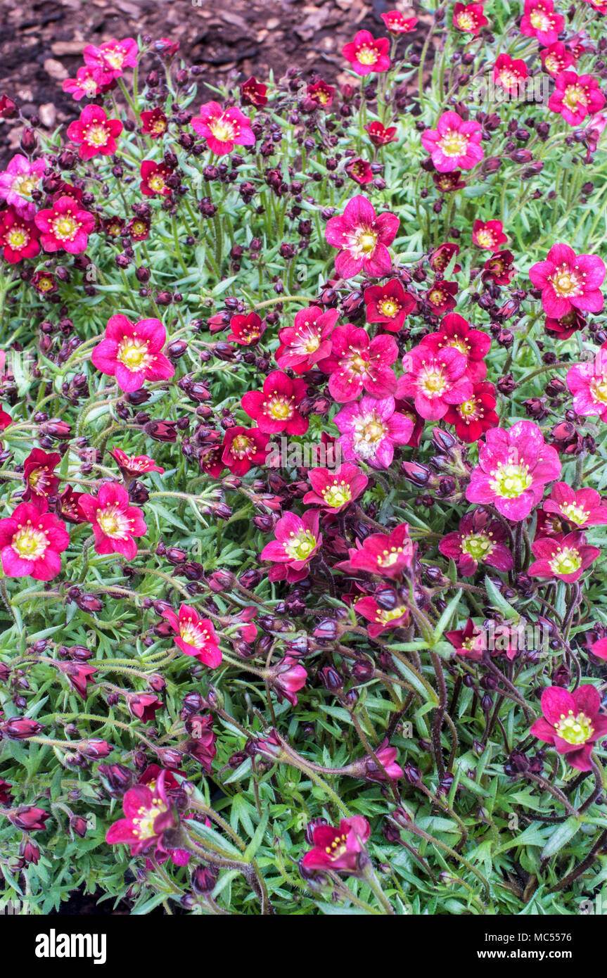 La formazione di grumi Saxifraga 'Peter Pan' rosso proveniente in fiore in primavera. Foto Stock