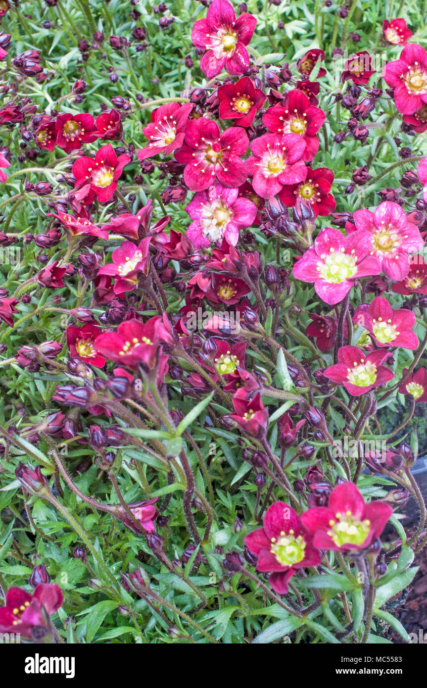 La formazione di grumi Saxifraga 'Peter Pan' rosso proveniente in fiore in primavera. Foto Stock