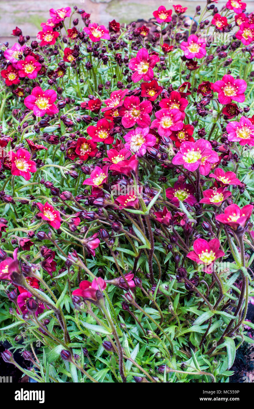 La formazione di grumi Saxifraga 'Peter Pan' rosso proveniente in fiore in primavera. Foto Stock