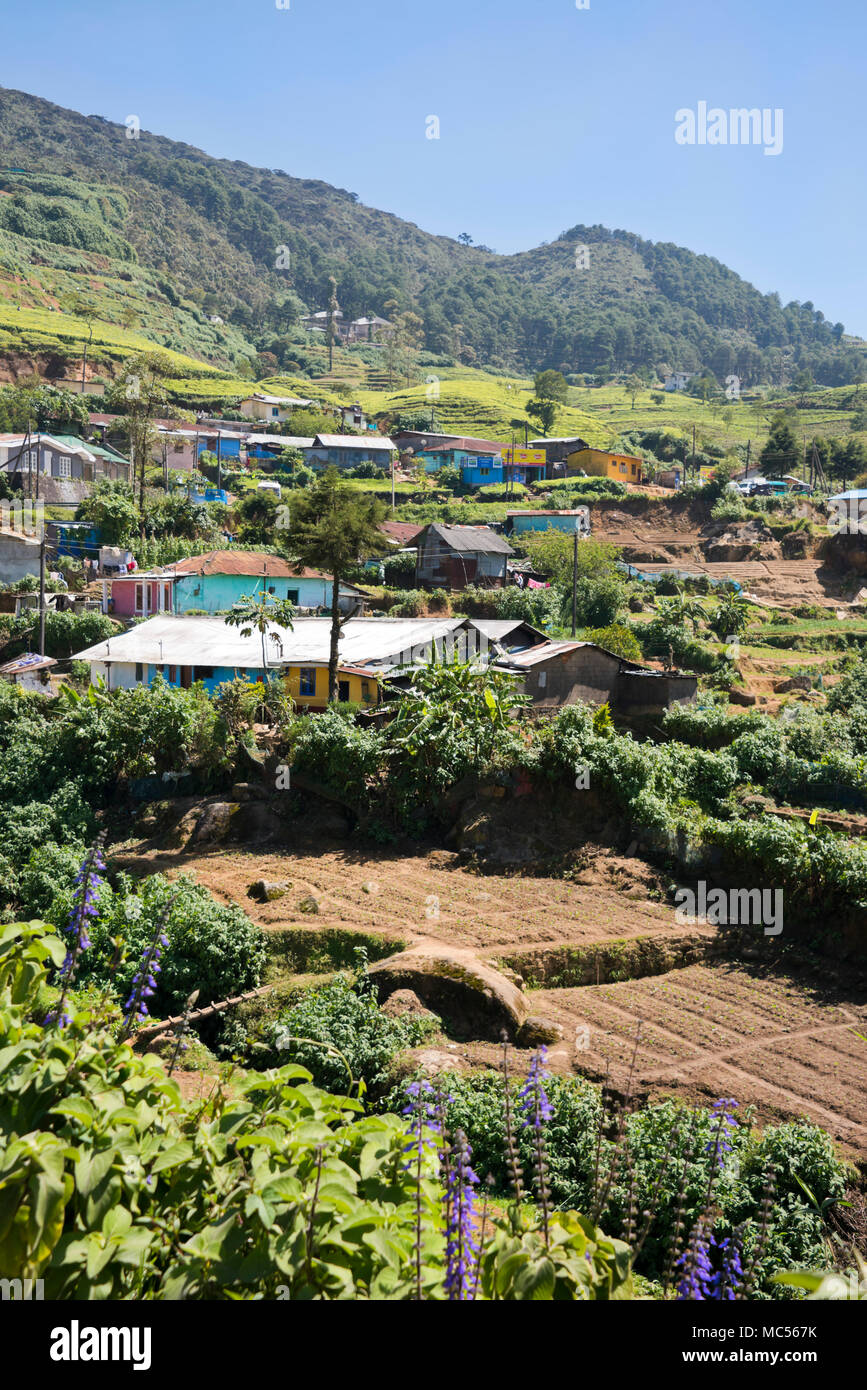 Vista verticale di un piccolo villaggio in piantagioni di tè in Nuwara Eliya, Sri Lanka. Foto Stock