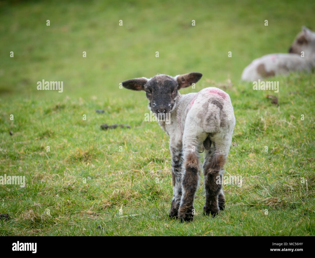 Un nero di fronte agnello. Foto Stock