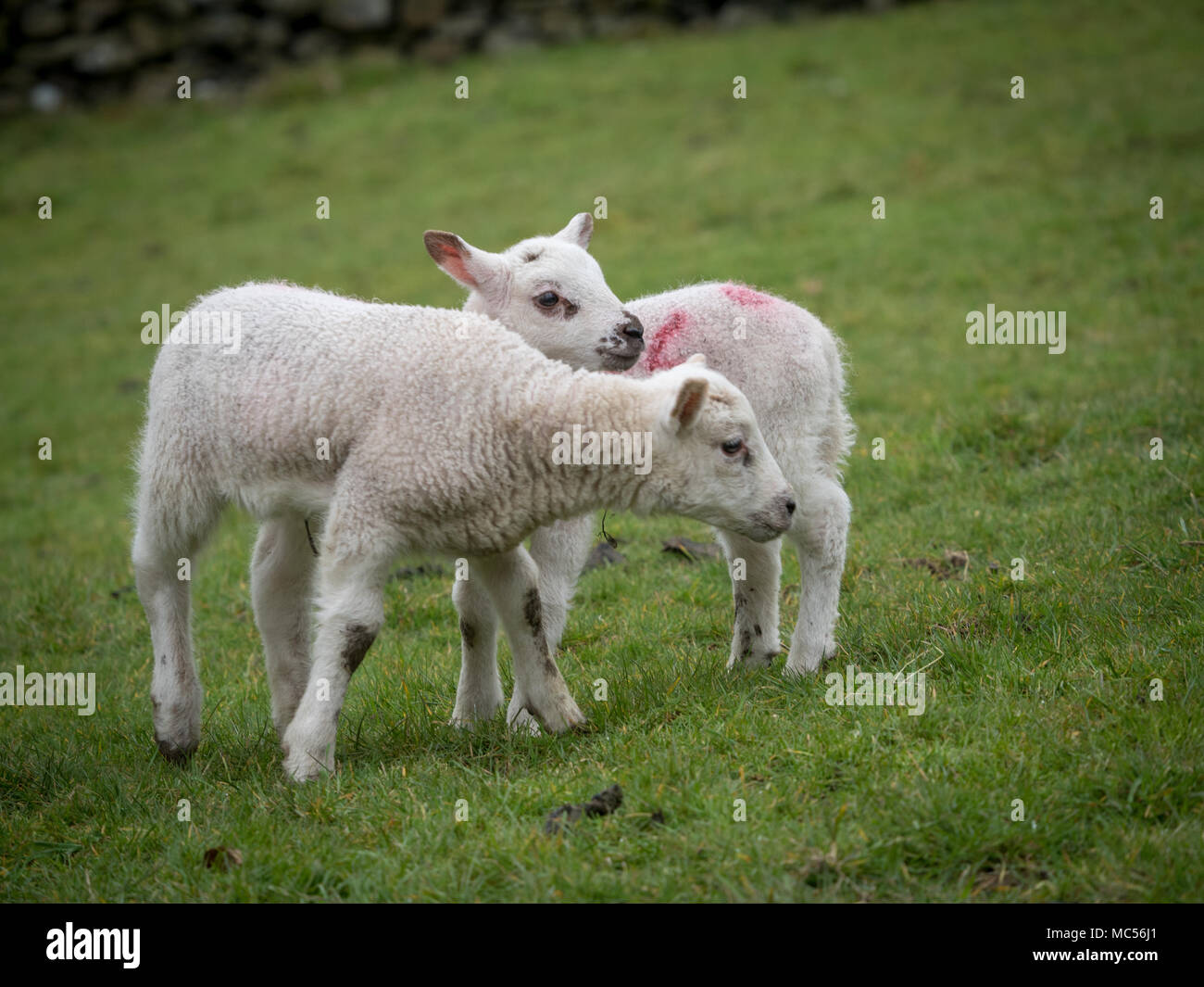 Due agnelli giovani in un lago di campo di distretto Foto Stock
