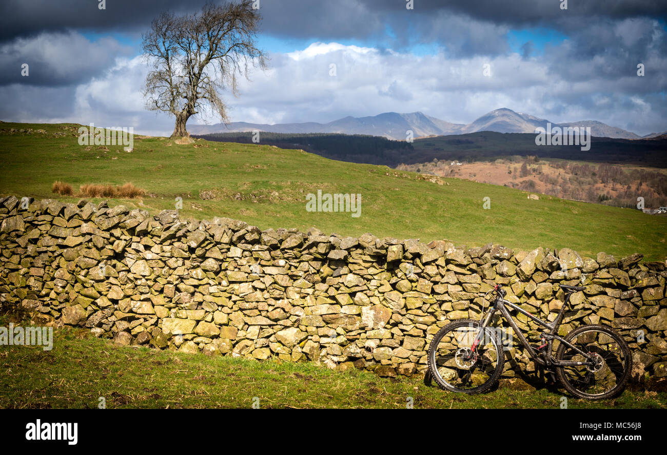 Una full suspension mountain bike appoggiata contro un secco muro di pietra con un albero in background e una vista del Lakeland fells al di là. Foto Stock