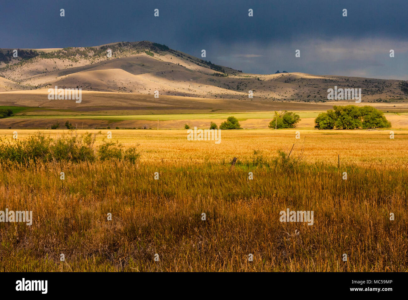 Luce prima di una tempesta sulle fattorie del Montana sudoccidentale con la catena montuosa della Gallatina e la foresta nazionale in lontananza. Grano e allevamento di fieno Foto Stock