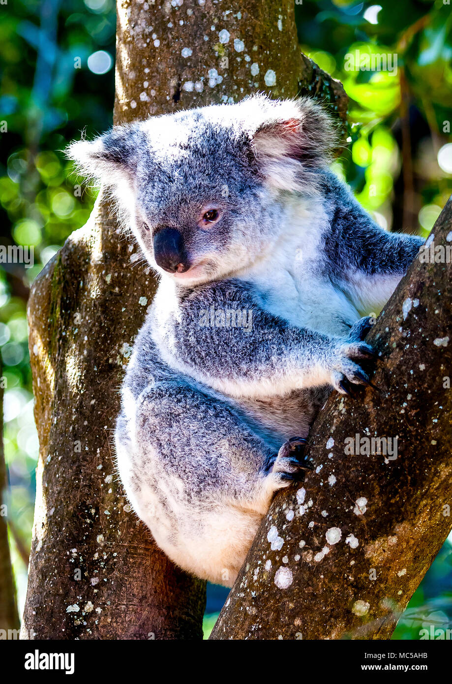 Il koala seduto nella forma di un albero di eucalipto Foto Stock