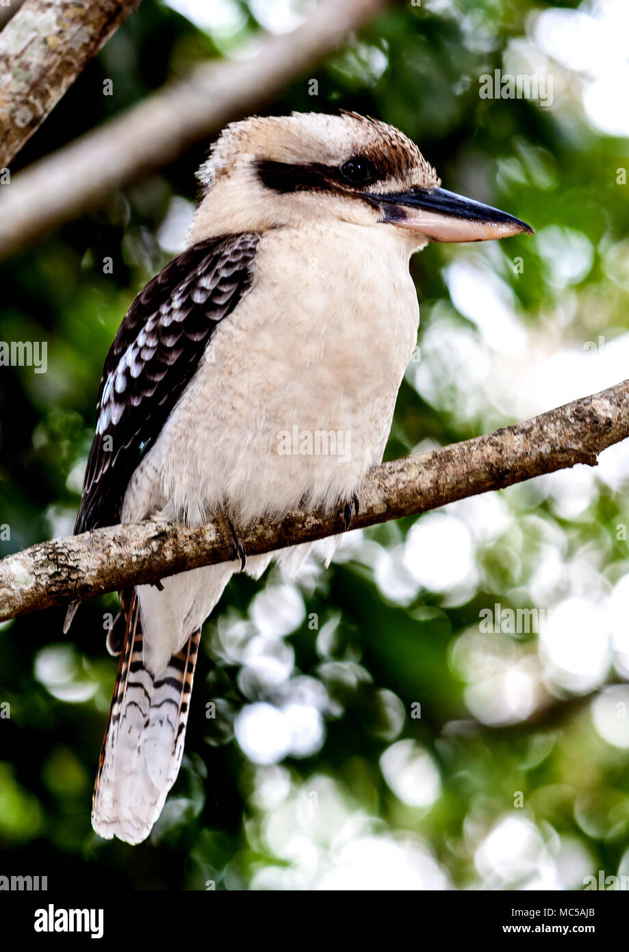 Kookaburra appollaiato su un ramo di albero su Sunshine Coast di Queensland Foto Stock