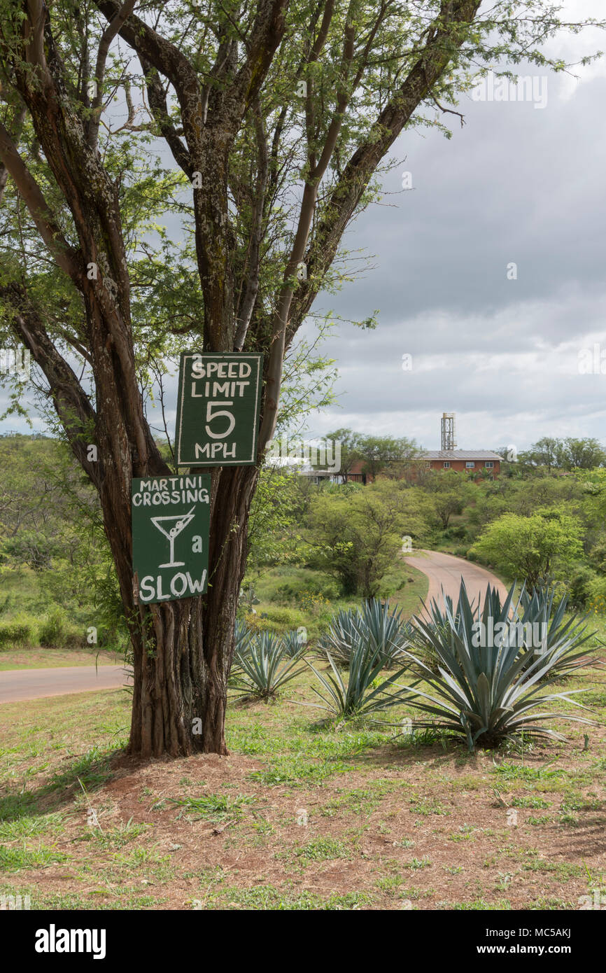 Divertenti segni 'Martini Crossing' e 'In basso' su un avvolgimento strada sterrata o un vodka distilleria sull'isola di Maui, Hawaii. Foto Stock