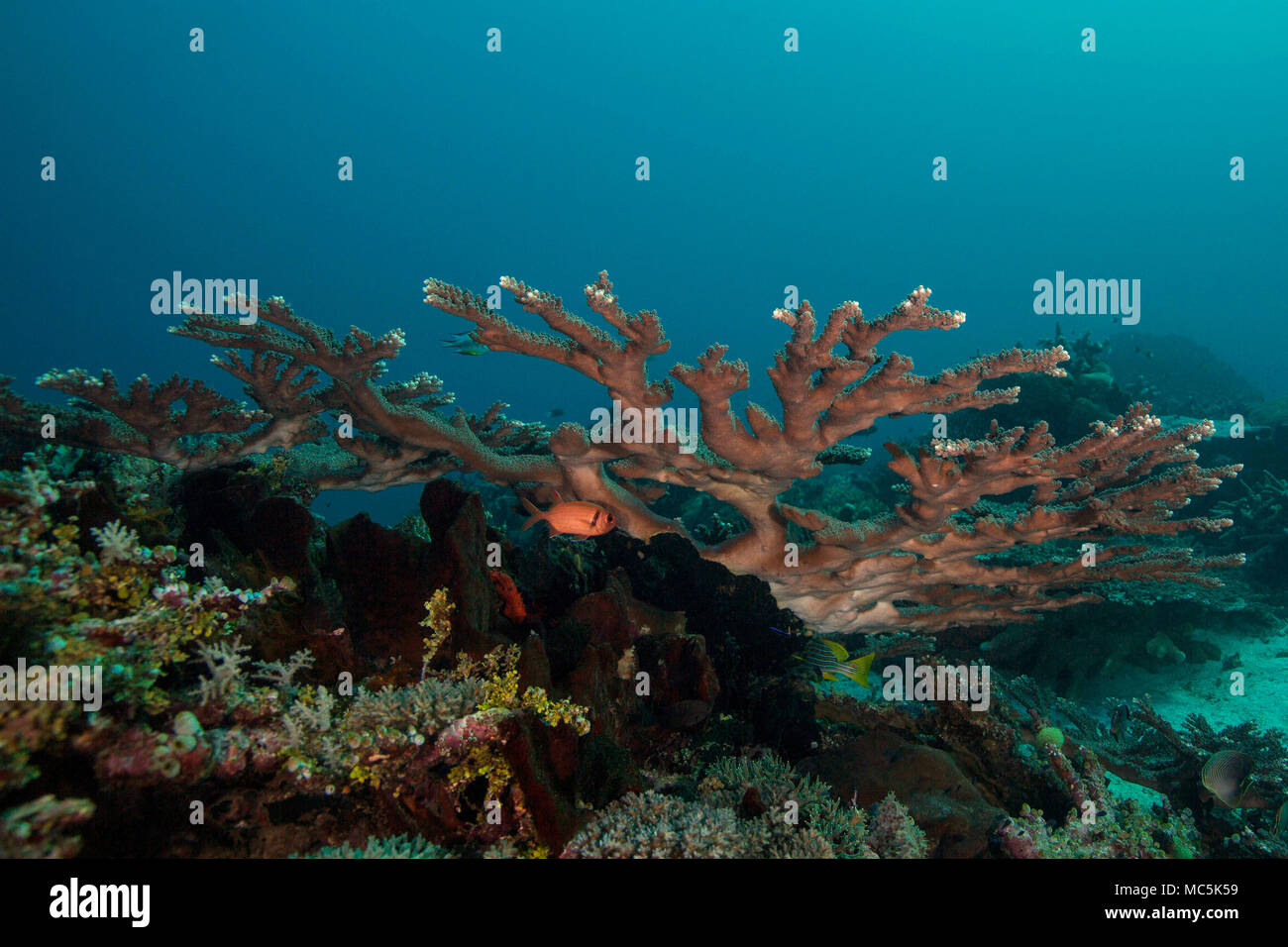 Meravigliosi coralli duri. La foto è stata scattata nel mare Ceram, Raja Ampat, Papua occidentale, in Indonesia Foto Stock