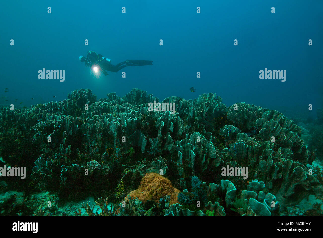 Corallo blu (Heliopora coerulea). La foto è stata scattata nel mare Ceram, Raja Ampat, Papua occidentale, in Indonesia Foto Stock