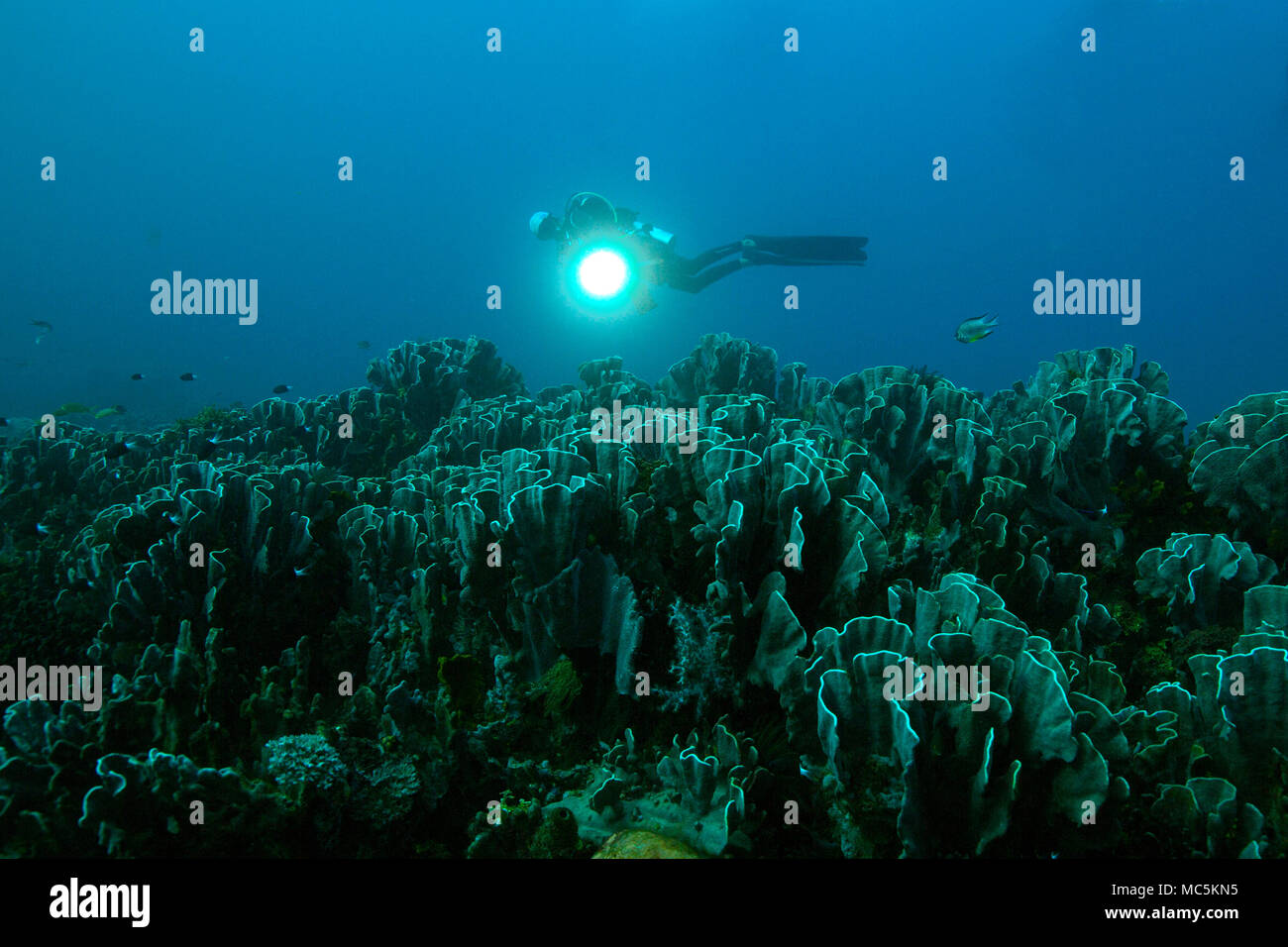 Corallo blu (Heliopora coerulea). La foto è stata scattata nel mare Ceram, Raja Ampat, Papua occidentale, in Indonesia Foto Stock