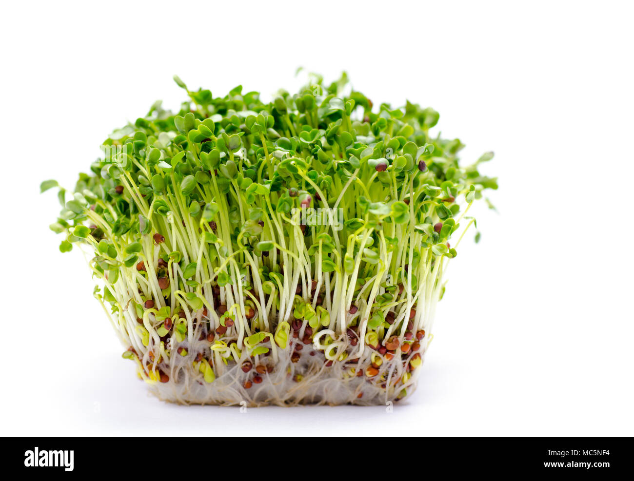 I germogli di erba medica su sfondo bianco. I germogli di greggio, microgreens, mangiare sano concetto Foto Stock