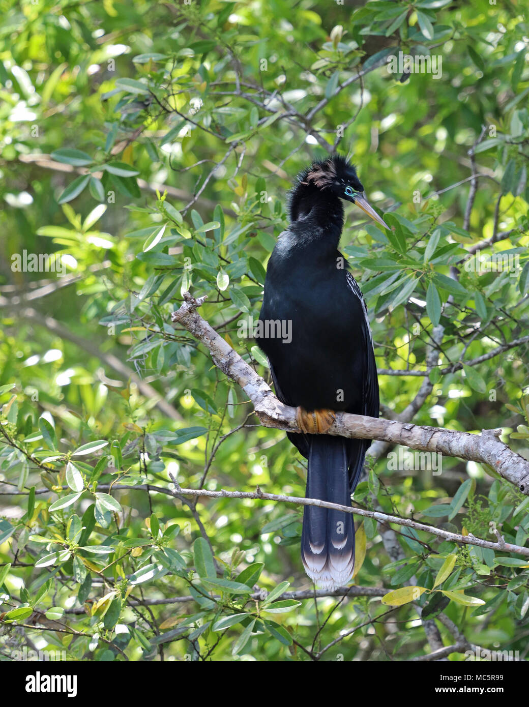 Maschio adulto Anhinga anche chiamato un darter o uccello serpente a causa del suo becco lungo e il modo in cui si nuota sotto l'acqua con solo è appuntito lungo il collo fino Foto Stock