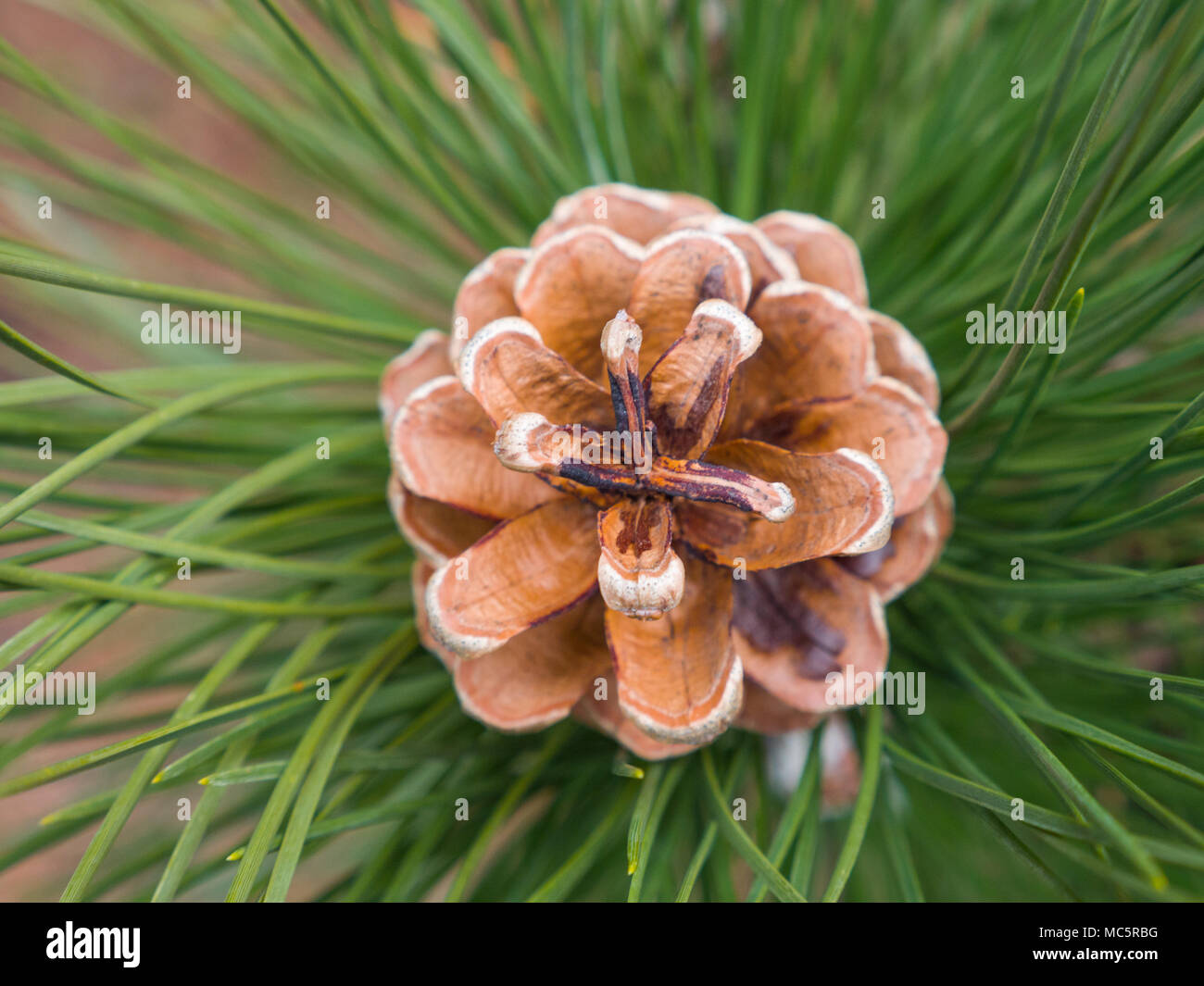 Vicino la fotografia di un pino marrone con cono sfocato bokeh di fondo lungo gli aghi di pino e succursale in background facendo un grande natura sullo sfondo. Foto Stock