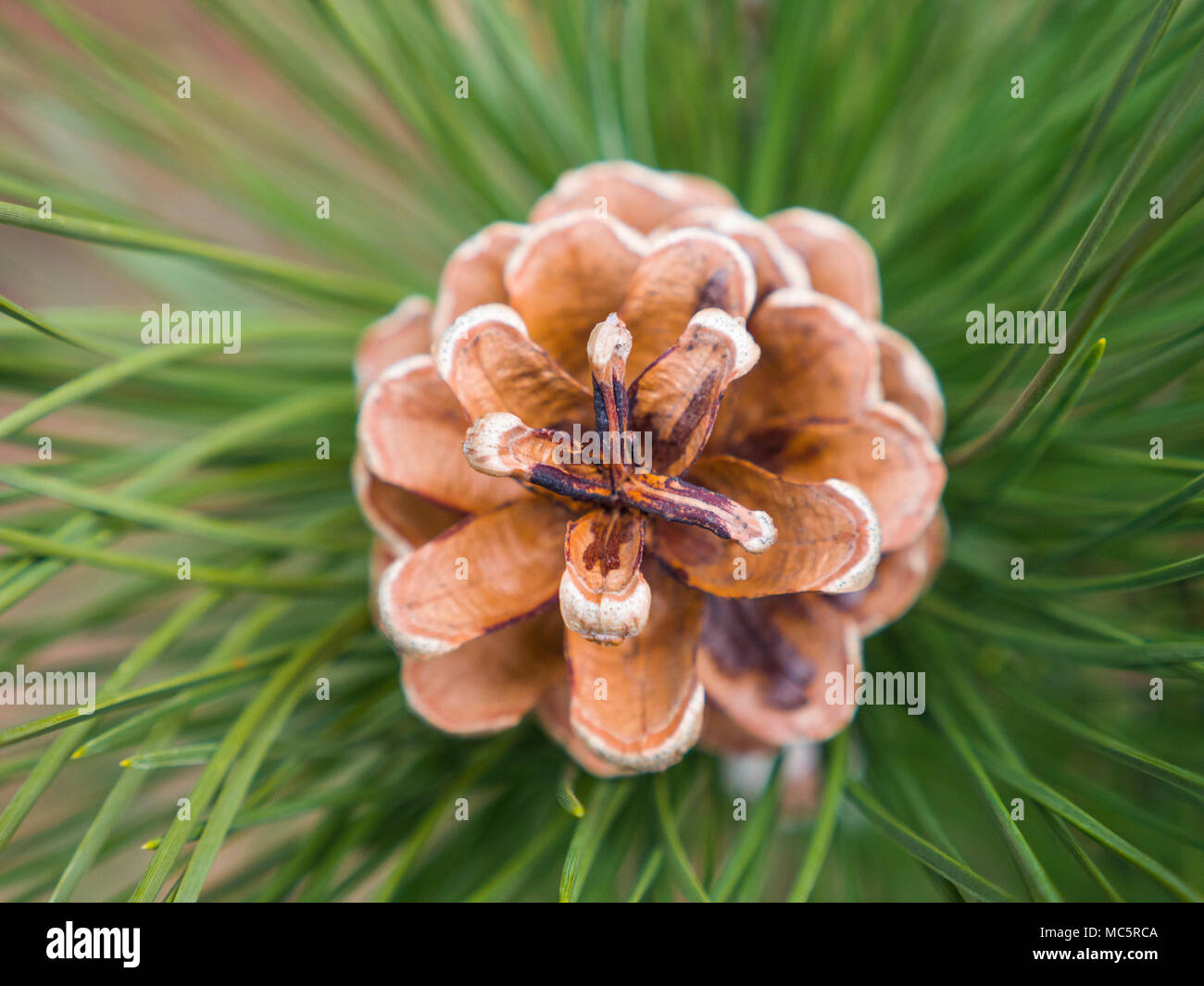 Vicino la fotografia di un pino marrone con cono sfocato bokeh di fondo lungo gli aghi di pino e succursale in background facendo un grande natura sullo sfondo. Foto Stock