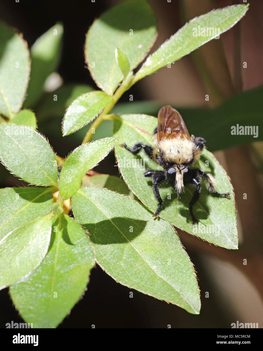 Florida bee killer (Mallophora bomboides) sui vegetali frondosi Foto Stock