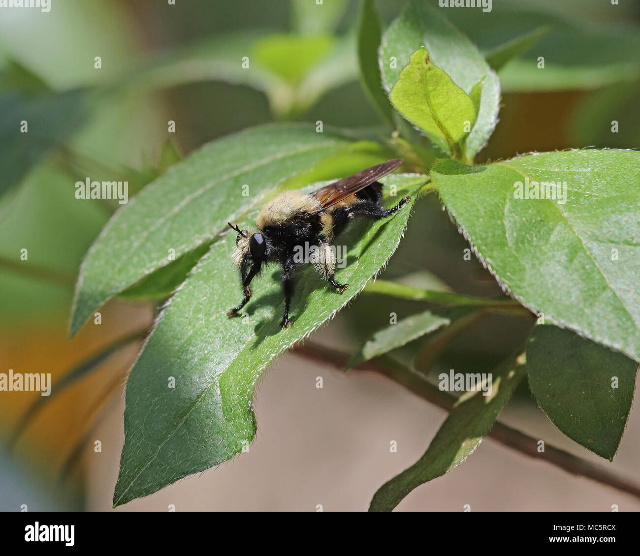 Florida killer Bee è un tipo di Brigante fly che prede principalmente sulle api ed è visibile solo da Aprile fino a giugno nel sud-est degli Stati Uniti Foto Stock