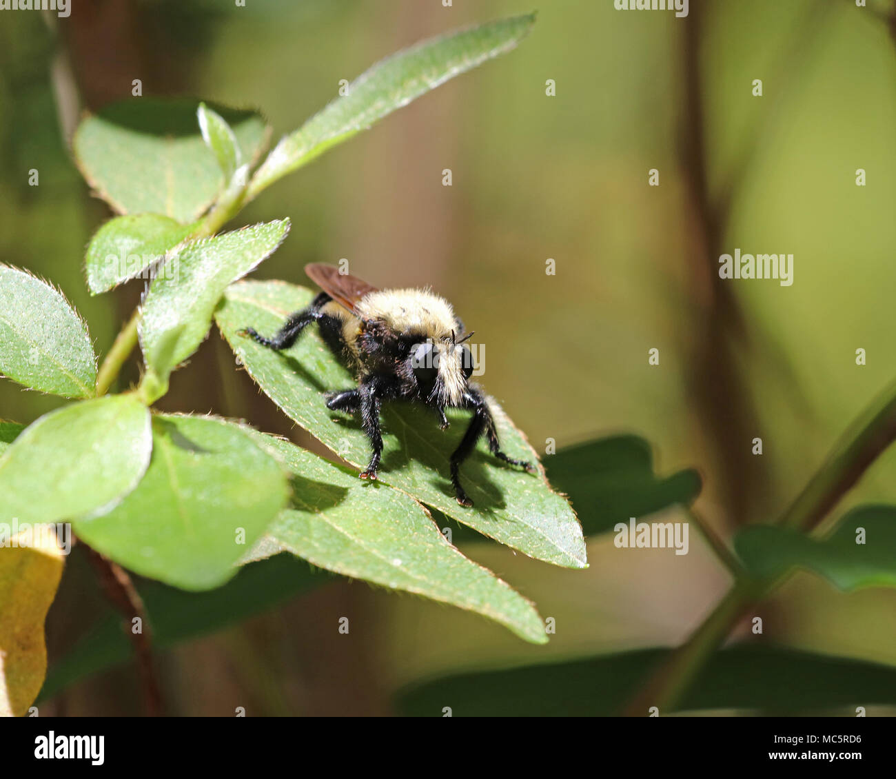 Close-up di una florida Bee killer (Mallophora bomboides) Foto Stock