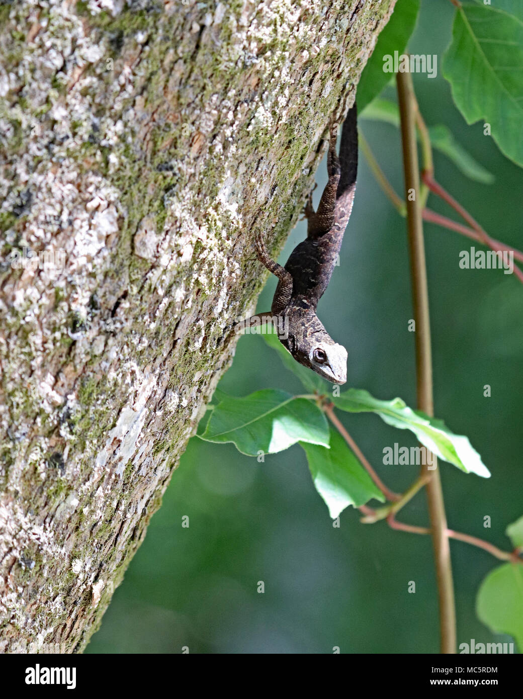 Brown Anole lizard su albero in Florida Foto Stock