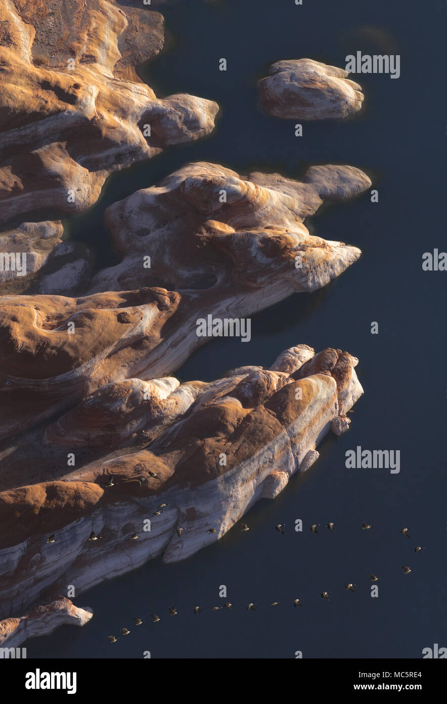 Il volo delle oche selvatiche sul Lago Powell. La fotografia aerea. Foto Stock
