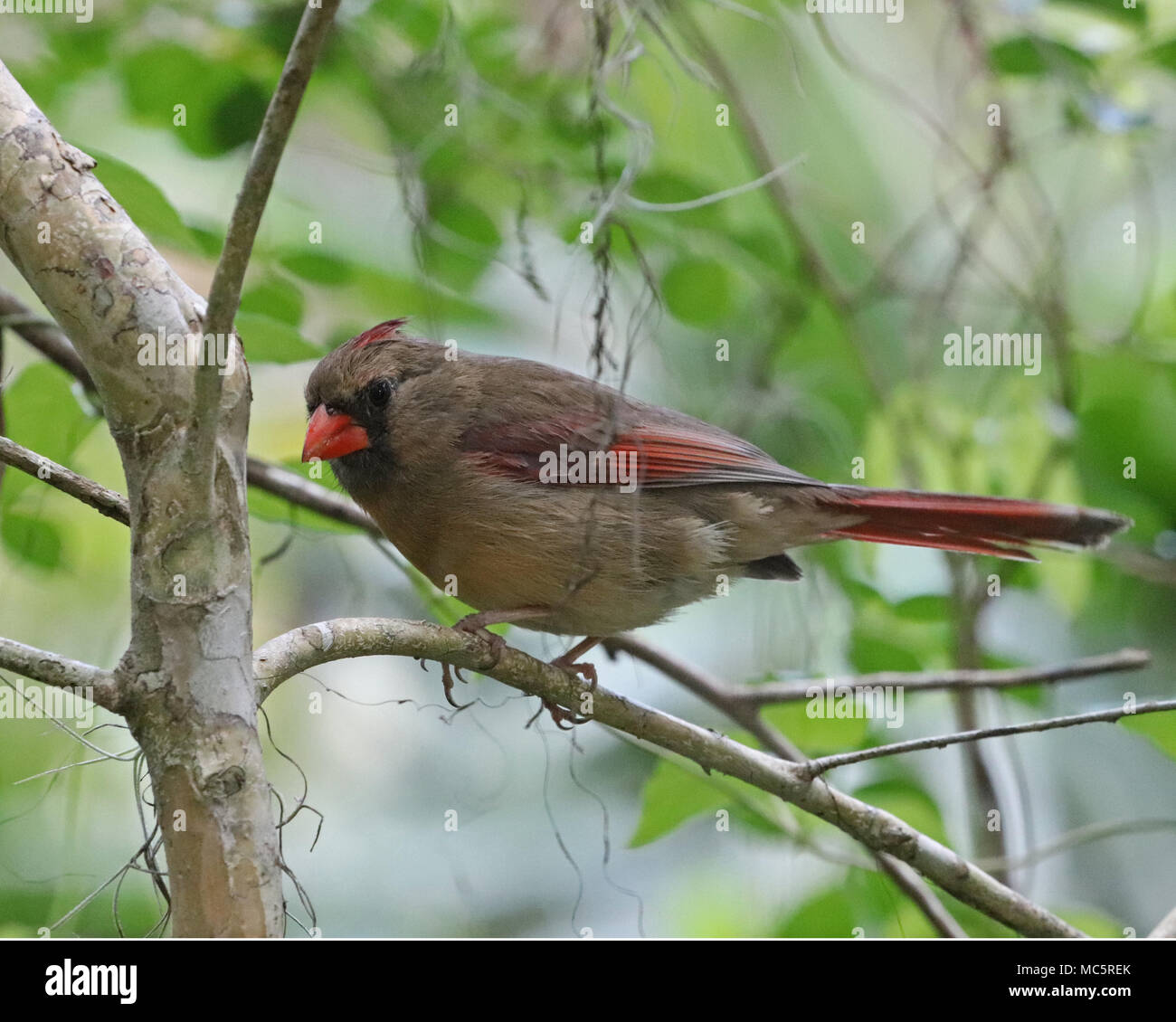 Il Cardinale femmina è marrone chiaro con punta rossa ali, una coda rossa, cresta rosso e arancio becco. Foto Stock
