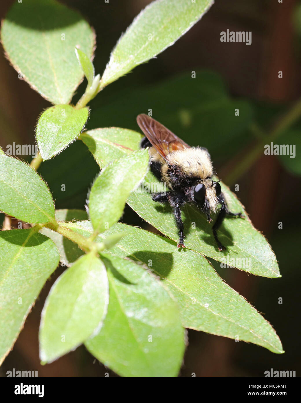 Il Florida Bee killer (Mallophora bomboides) è in grado di mimare la preda da hanno un aspetto molto simile a quello di una grande bee Foto Stock