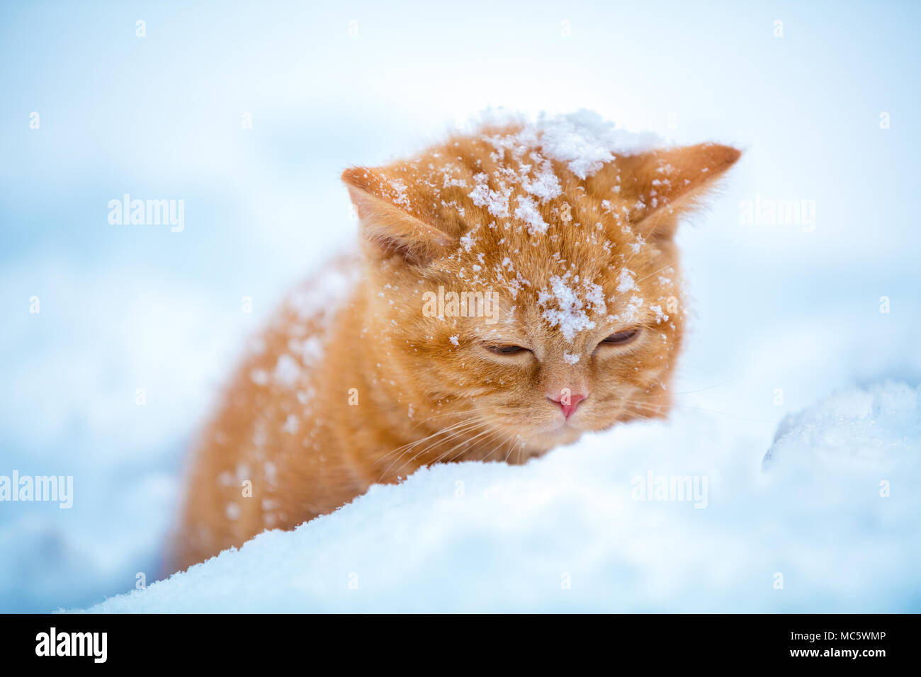 Carino gattino rosso seduta nella neve in inverno Foto Stock
