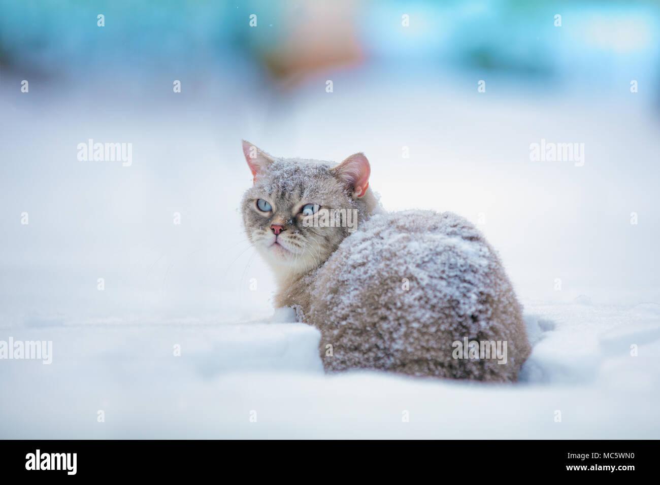 Gatto che cammina nella neve profonda Foto Stock