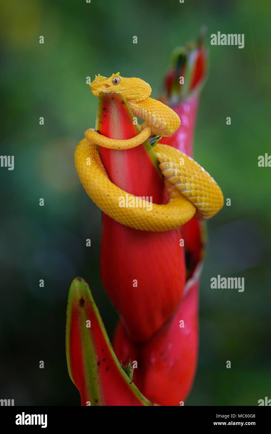 Tintura ciglia Viper - Bothriechis schlegelii, bella velenosi colorati rattlesnakes dall America Centrale foreste, Costa Rica Foto Stock