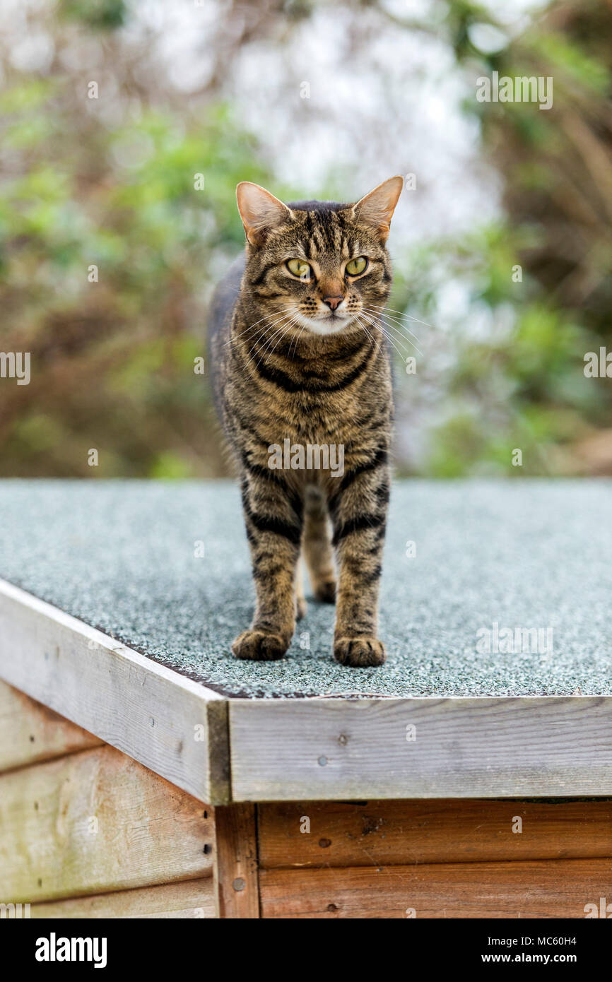 Giovani tabby gatto, Gatto bengala salendo sulla sommità di un capannone tetto. Foto Stock