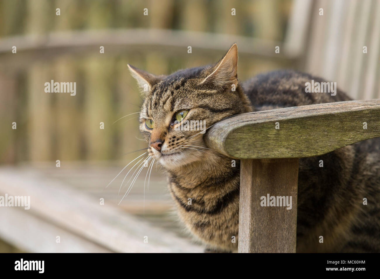 Giovani tabby gatto, Gatto bengala sfregamento è guance su un banco di lavoro per lasciare il profumo ormonale. Foto Stock