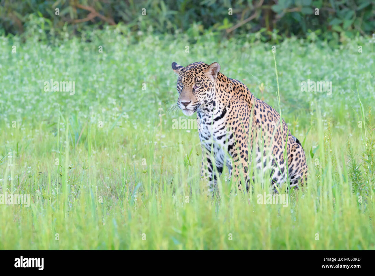 Jaguar (Panthera onca) seduta nella zona umida, guardando la telecamera, Pantanal, Mato Grosso, Brasile Foto Stock