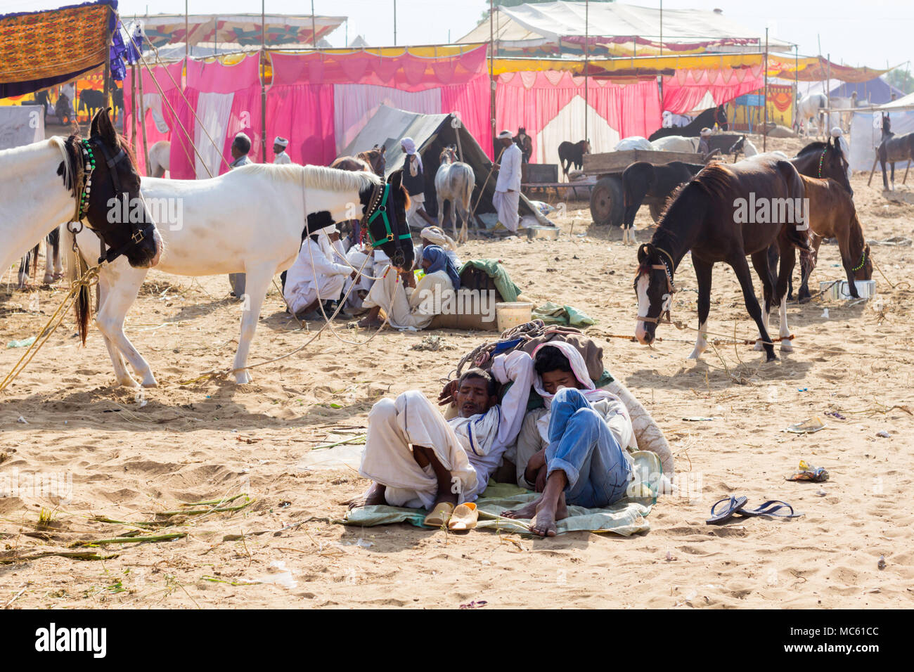 Di commercianti e di Marwari cavalli al Pushkar Camel Fair, Rajasthan, India. Foto Stock