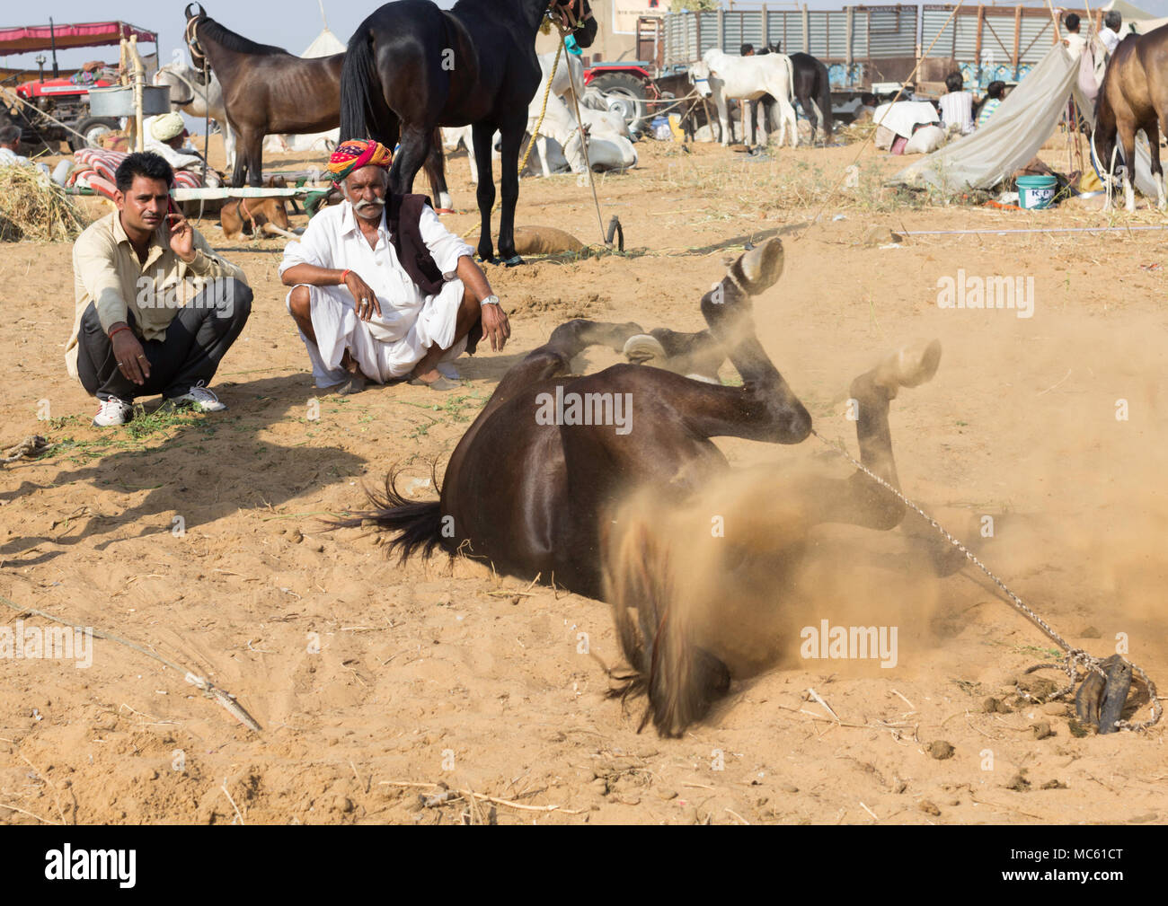 Un tethered Marwari horse laminazione a sabbia mentre due operatori, uno in un turbante, guardare al Pushkar Camel Fair, Rajasthan. India. Foto Stock