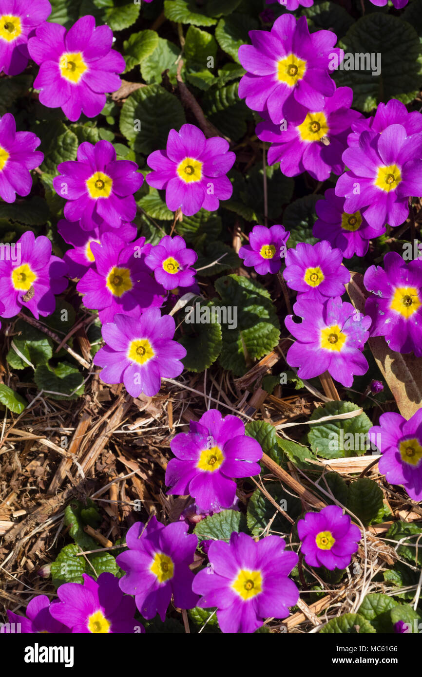 Malva-fiori di colore rosa del patrimonio sport del Regno Unito primula nativo, Primula vulgaris " Theodora' Foto Stock