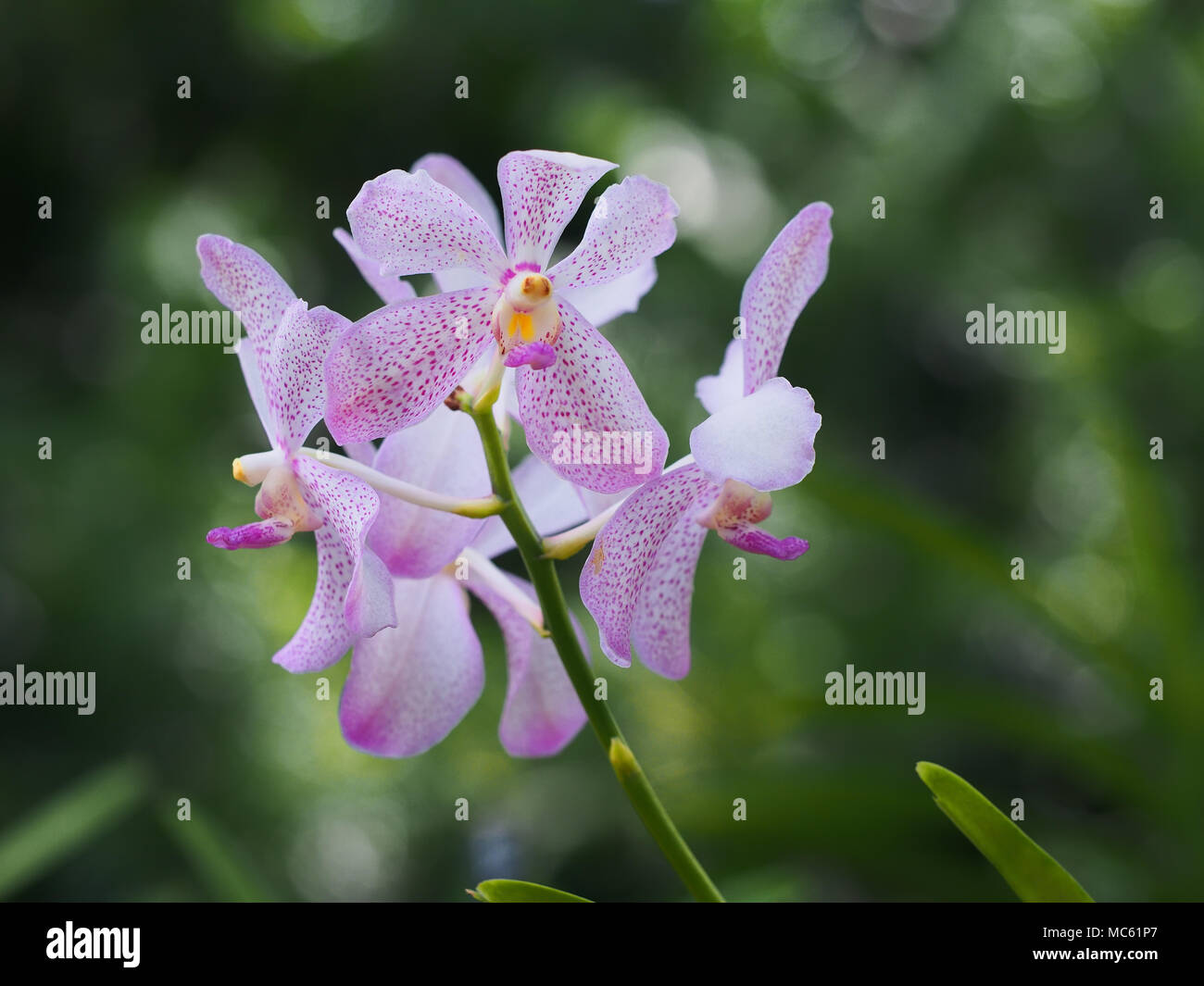 Aranda Chao Praya ibrido di bellezza in Singapore Botanic Gardens Foto Stock