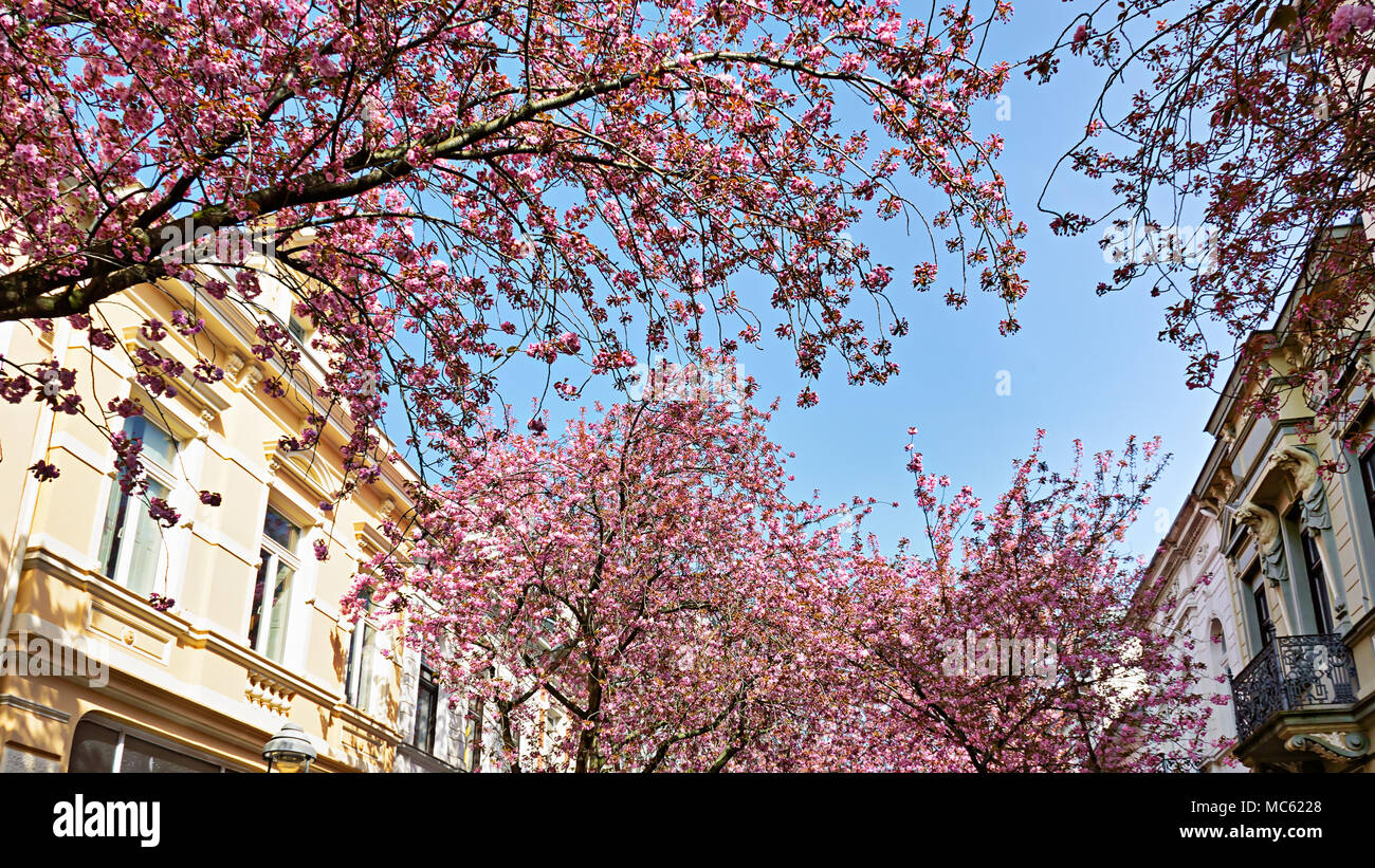 Una strada stretta con Historism epoca Gründerzeit casette allineate con la fioritura di rosa fiori di ciliegio alberi durante la stagione primaverile, la città vecchia di Bonn, Germania Foto Stock