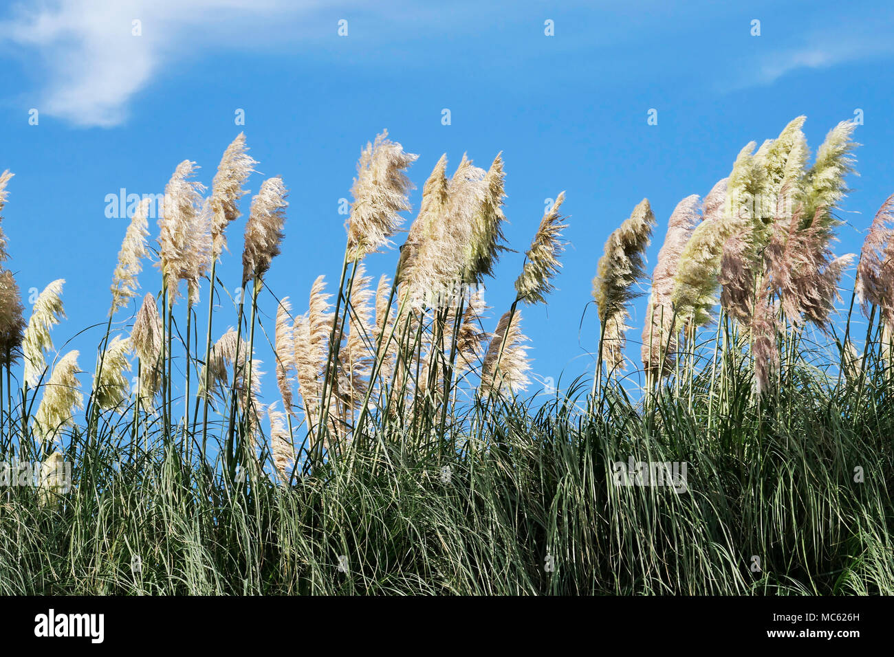 Pampa erba (Cortaderia selloana) contro un Cielo di estate blu. Foto Stock