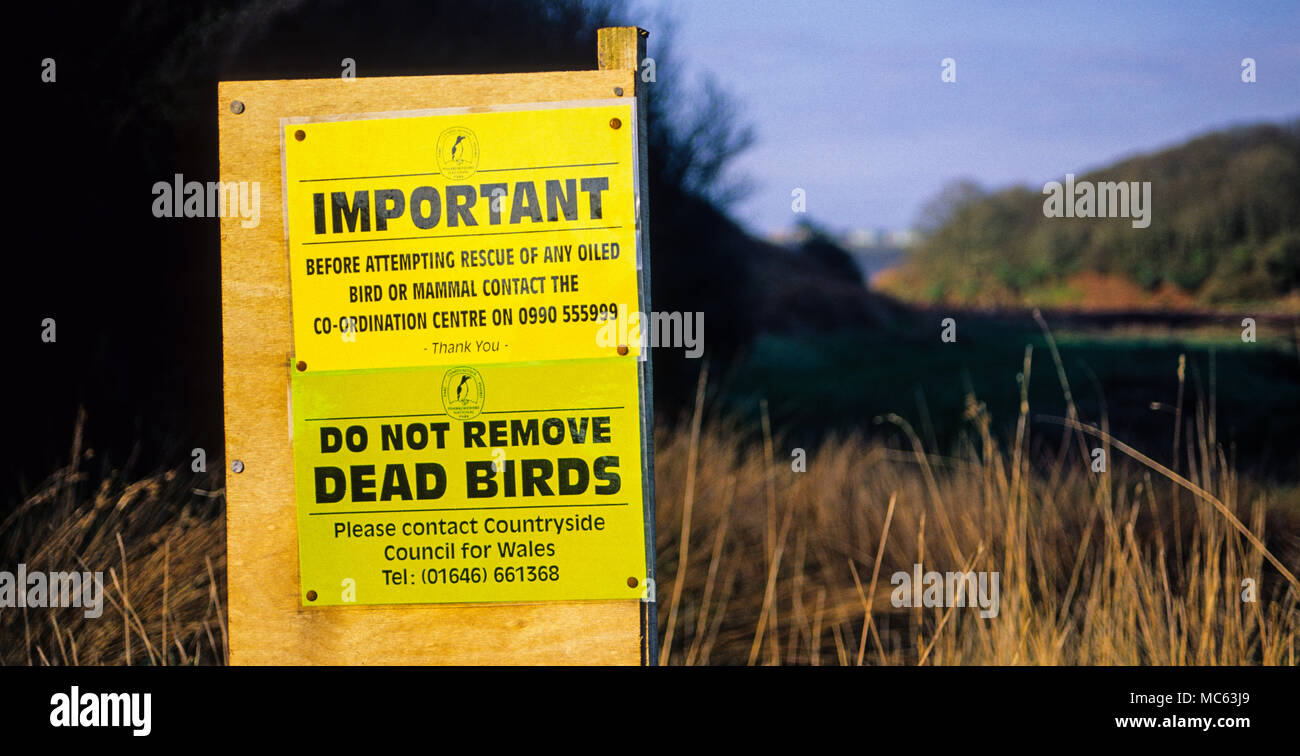 Pericolo di uccelli morti segno, nr Milford Haven, Pembrokeshire, Wales, Regno Unito, GB. Foto Stock Pericolo di uccelli morti segno, nr Milford Haven, Pembrokeshire, Wales, Regno Unito, GB. Foto Stock