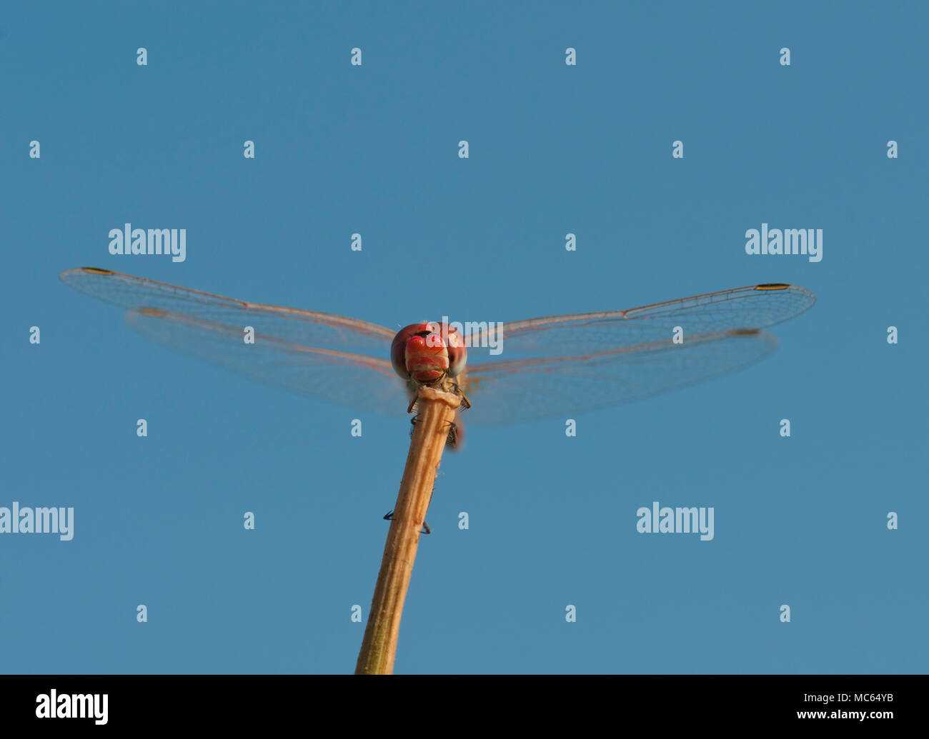 Scarlet dragonfly, Crocothemis erythrea Foto Stock