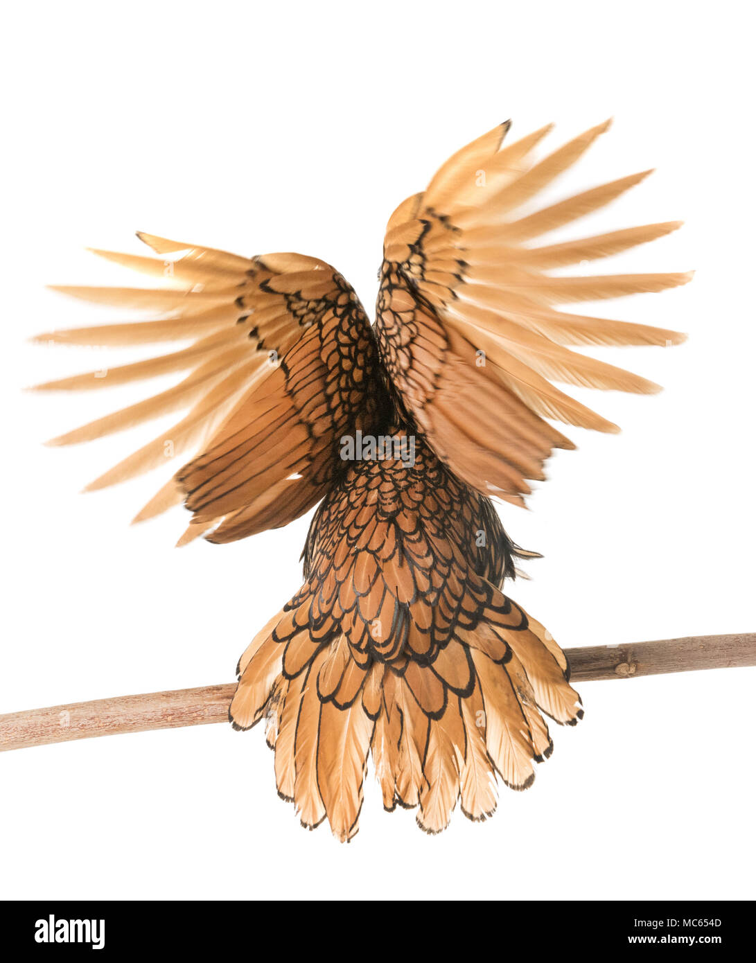 Golden Sebright pollo davanti a uno sfondo bianco Foto Stock