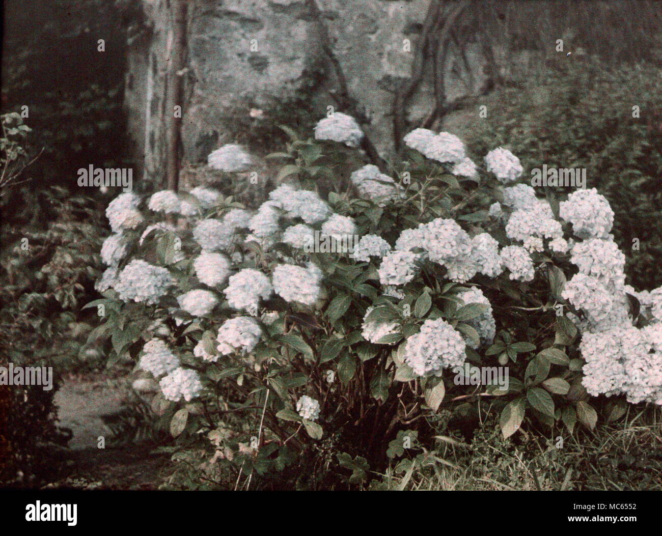 AJAXNETPHOTO. 1911 (circa). MERIONETHSHIRE, Wales, Regno Unito. - Vista EFFETTUATA CON INIZIO AUTOCHROME FILM colore. Fotografo:sconosciuto © IMMAGINE DIGITALE COPYRIGHT VINTAGE AJAX Picture Library Fonte: AJAX FOTO VINTAGE COLLEZIONE REF:(C)AVL ACHM 1911 33 Foto Stock
