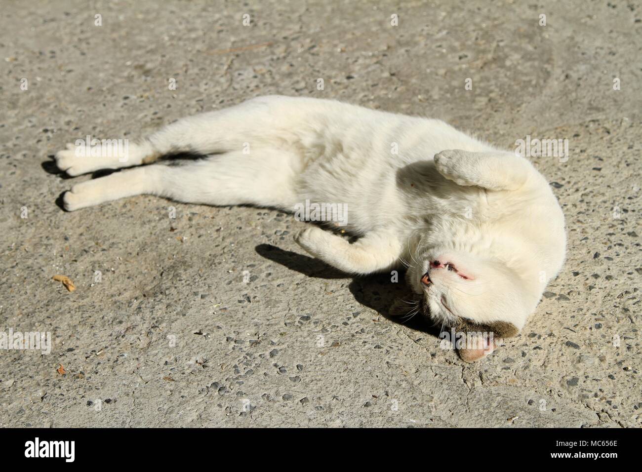 Alpujarran cat poltrire al sole, Granada, Andalusia, Spagna Foto Stock