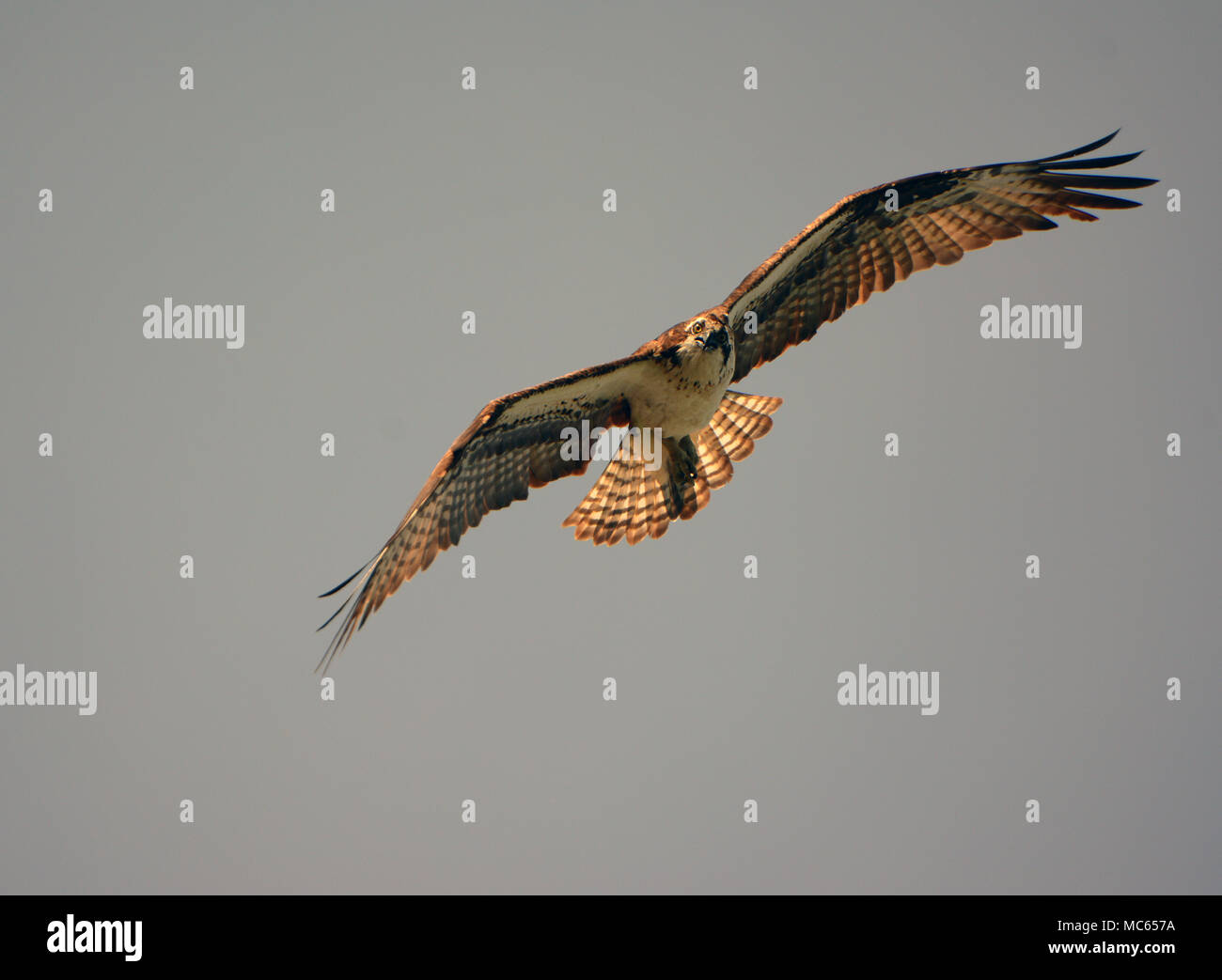 Osprey di volo Foto Stock