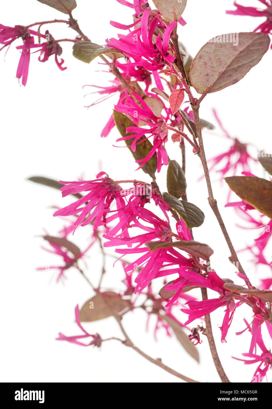 Loropetalum chinense davanti a uno sfondo bianco Foto Stock