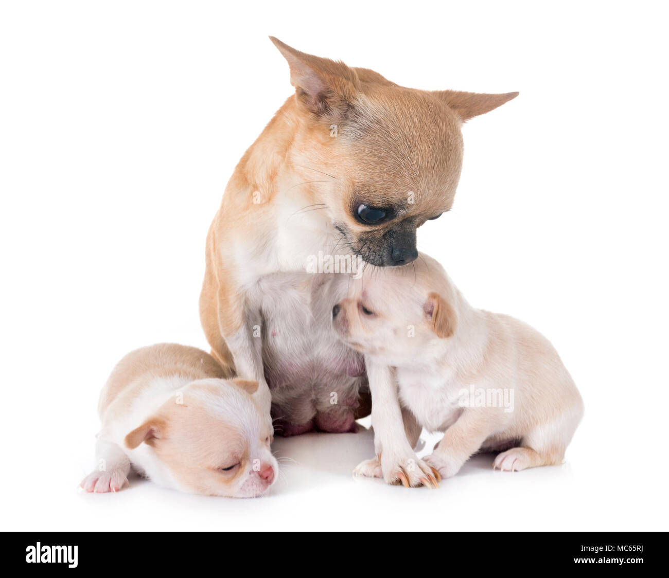 Cuccioli chihuahua e madre di fronte a uno sfondo bianco Foto Stock