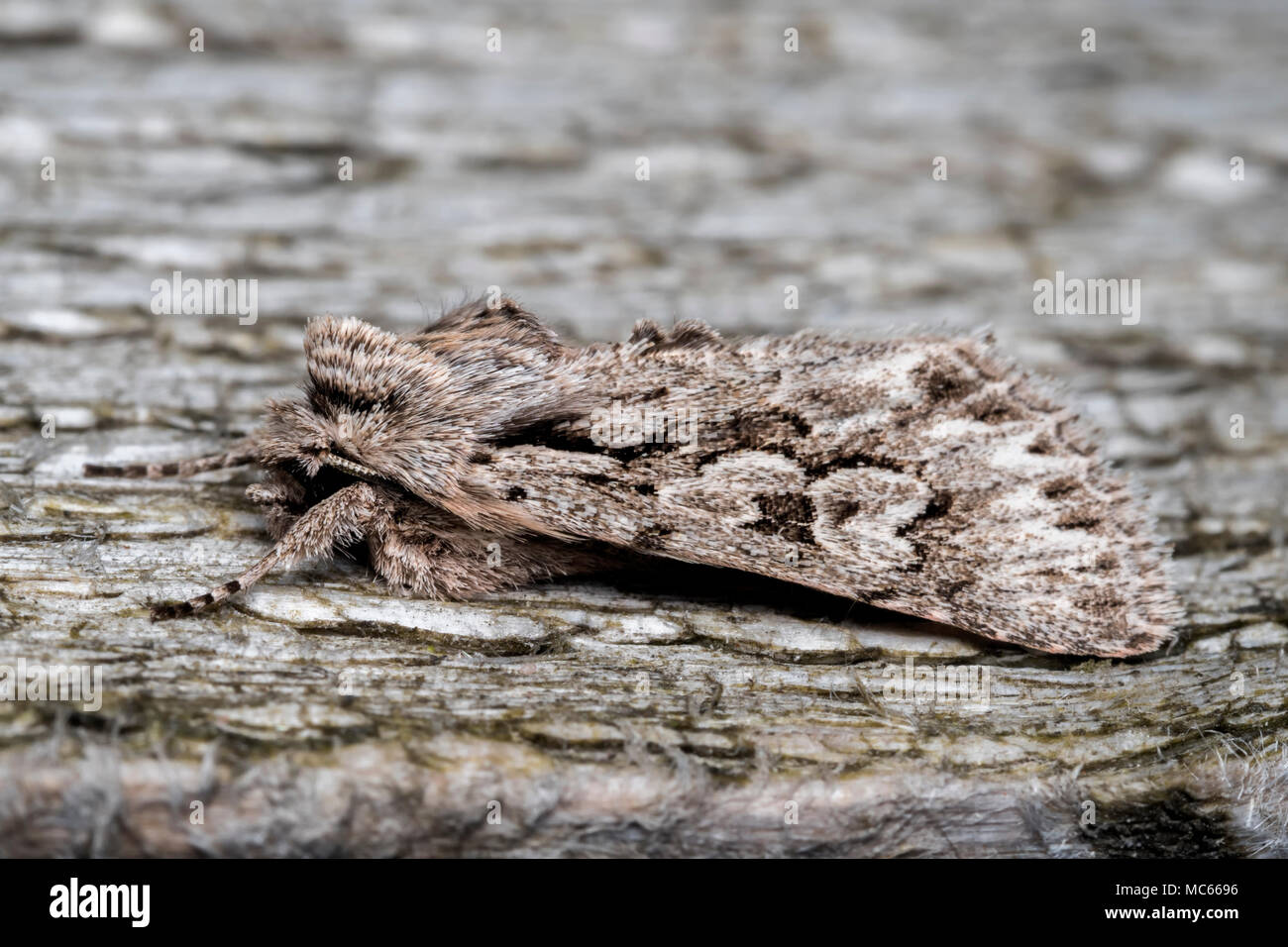 Early Grey tarma (Xylocampa areola) ben mimetizzata su un fencepost. Tipperary, Irlanda Foto Stock