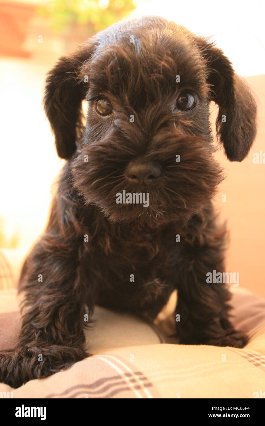 Mini schnauzer ritratto Foto Stock