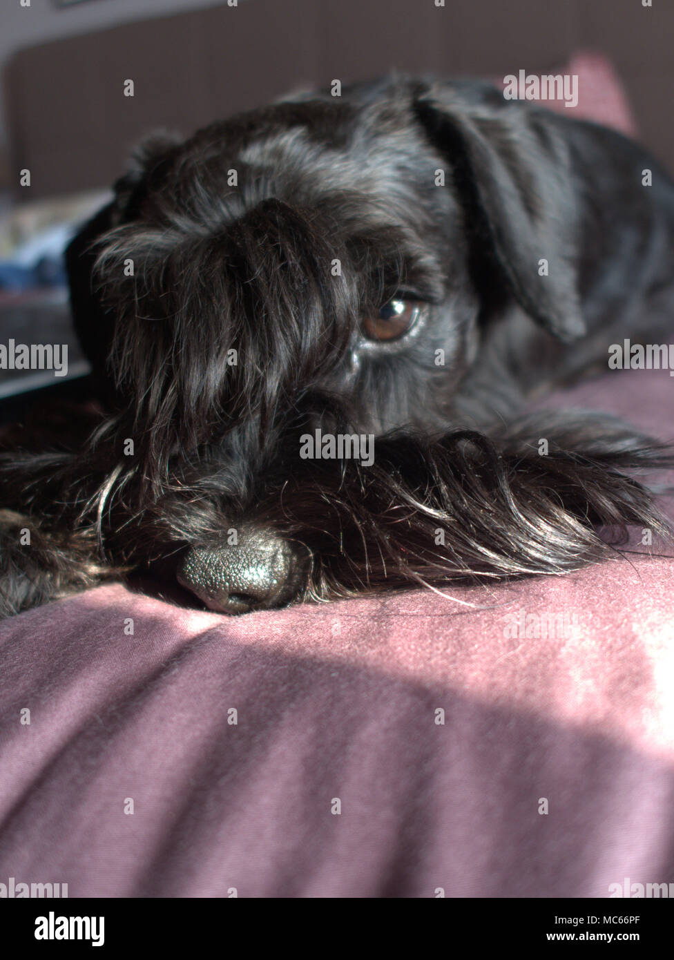 Mini schnauzer ritratto Foto Stock