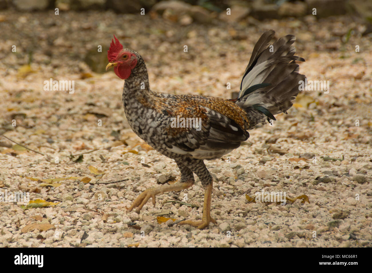 Scrawny giovani a piedi di pollo Foto Stock