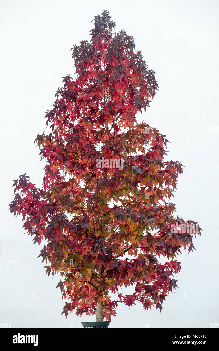 Autumn Tree contro il muro bianco a Francoforte, Germania Foto Stock